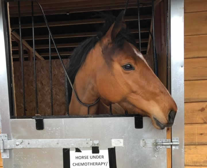 Owners taking our advice | Equine Sarcoid Treatment