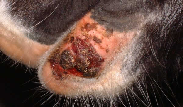 squamous cell carcinoma mucosal