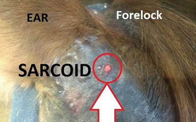 Examine your horse’s skin carefully after clipping