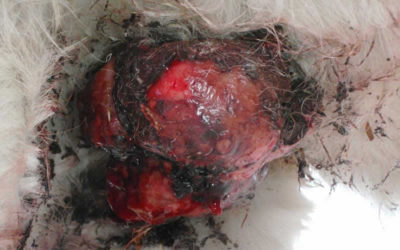 Success with AW5 cream