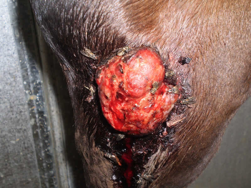 Equine sarcoid with advice on when to treat by Derek Knottenbelt