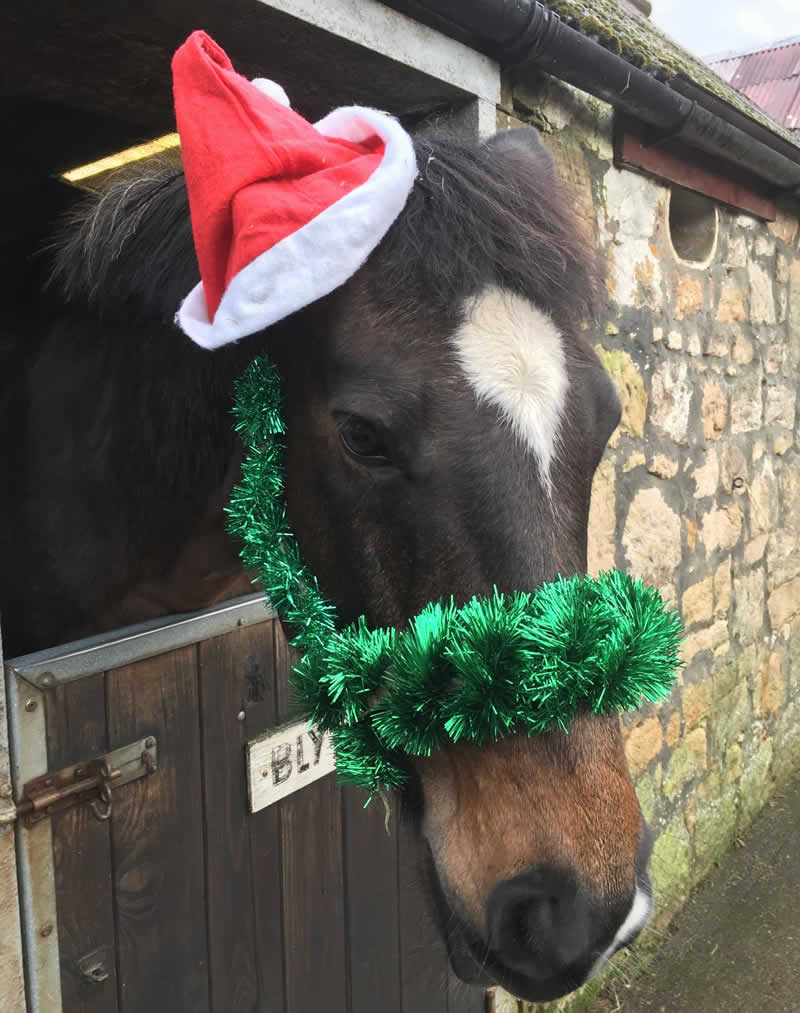 christmas horse